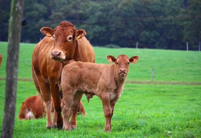 Veau, sa mère et le troupeau