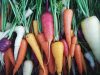 Micro-ferme Mésage - carottes colorées