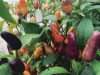 Micro-ferme Mésage - couleurs