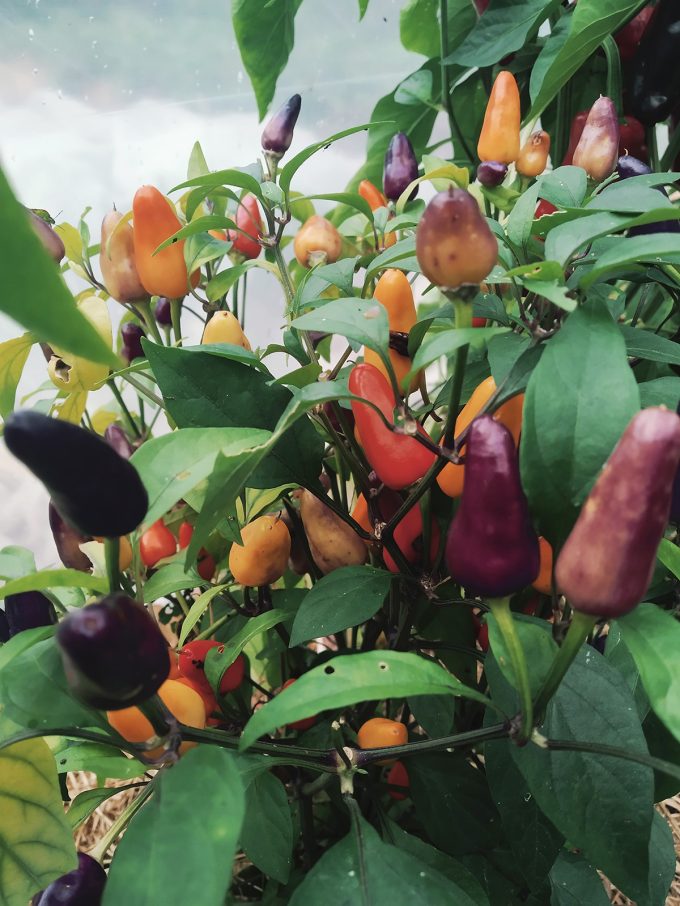 Micro-ferme Mésage - couleurs