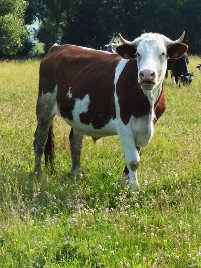 Vaches en plein champ