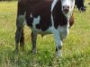 Vaches en plein champ