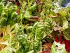 La Ferme de Monrepos - betteraves