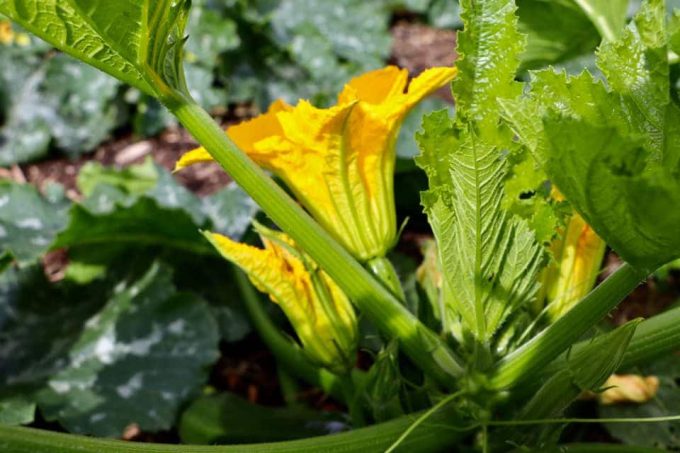 La Ferme de Monrepos - fleurs de courgettes