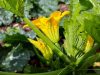 La Ferme de Monrepos - fleurs de courgettes