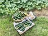 La Ferme de Monrepos - courgettes