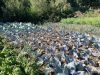 La Ferme de Monrepos - cultures de pleine terre