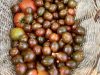 La Ferme de Monrepos - tomates