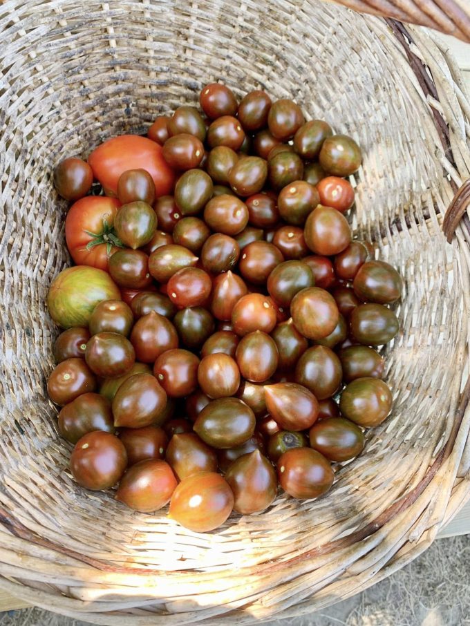 La Ferme de Monrepos - tomates
