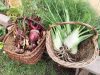La Ferme de Monrepos - betteraves rouges et fenouil