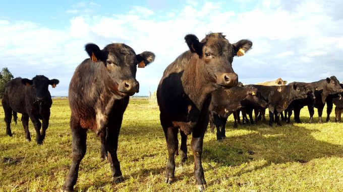 'tites vaches noires