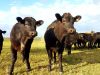 'tites vaches noires