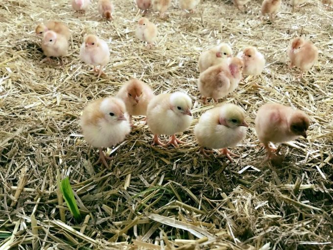 Poussins