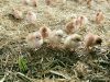 Poussins