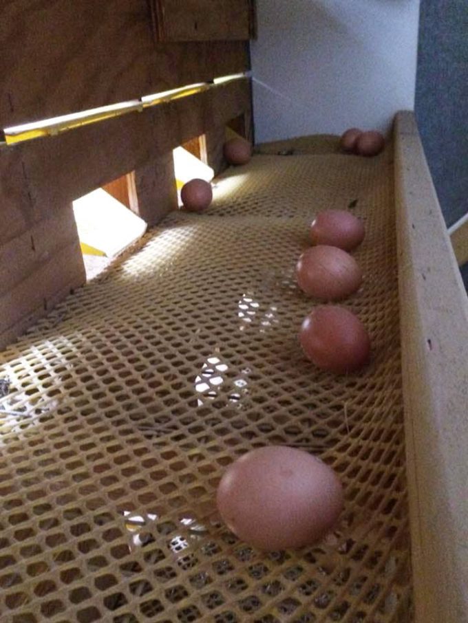 Oeufs