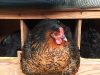 Poule