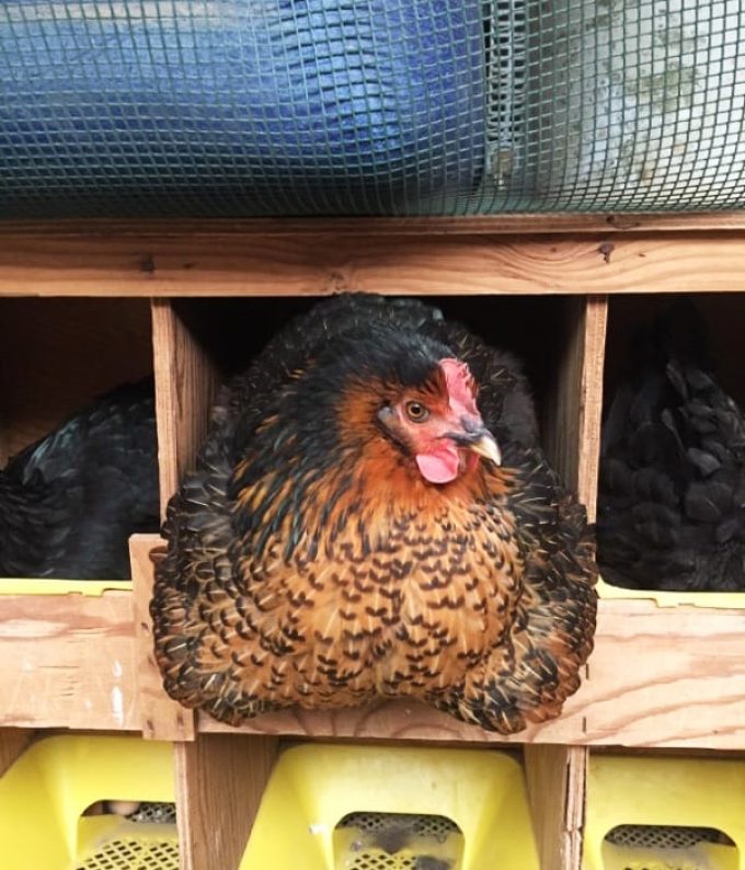 Poule