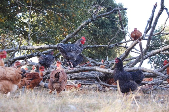 Poules