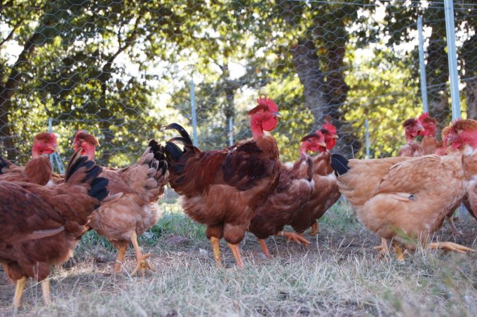 Poules 2