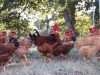 Poules 2
