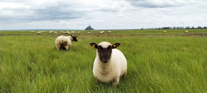Ferme des Obiones - à l'herbe