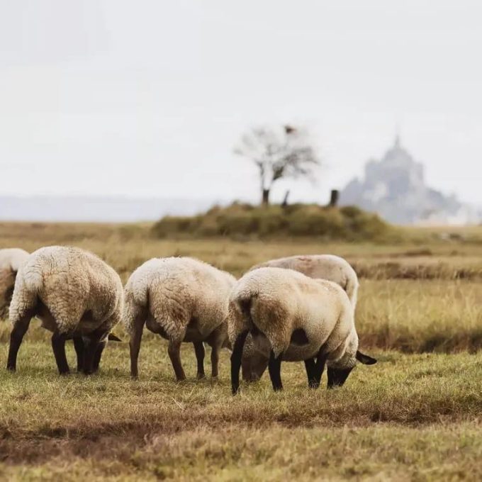 Ferme des Obiones