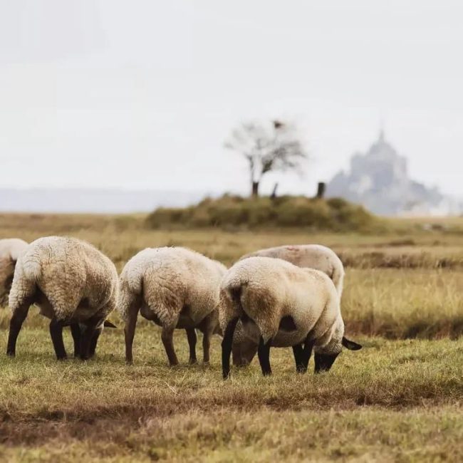 Ferme des Obiones