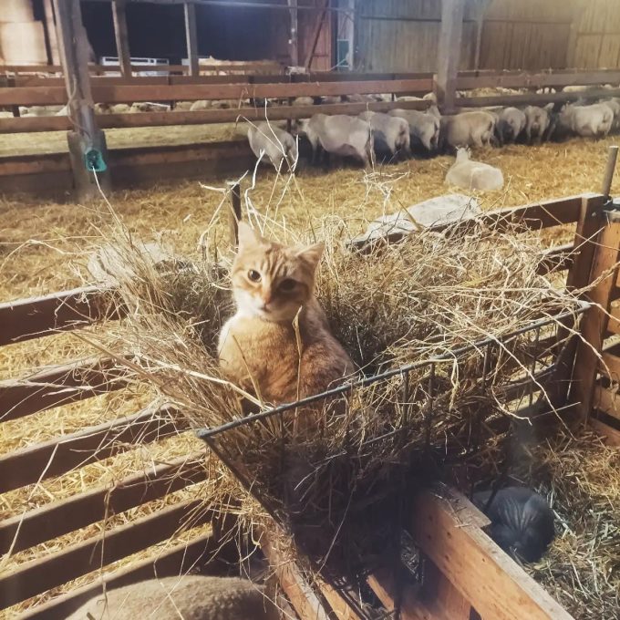 Ferme des Obiones - gardien