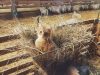 Ferme des Obiones - gardien