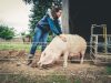 Camille Le Roux – Ferme les papilles épatées - truie
