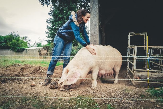 Camille Le Roux – Ferme les papilles épatées - truie
