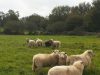 Camille Le Roux – Ferme les papilles épatées - brebis