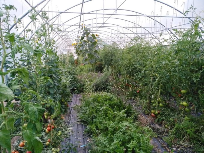 Camille Le Roux – Ferme les papilles épatées - tomates et légumes sous serre