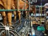 Ferme Fromagère de Penhoat - traite