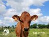 Ferme Fromagère de Penhoat - vache