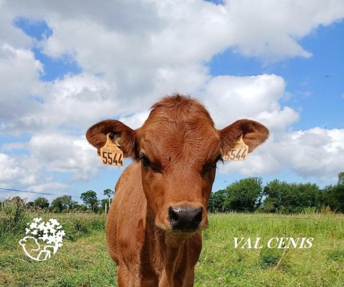 Ferme Fromagère de Penhoat - vache