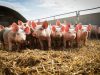 Ferme du Pressoir