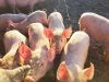 Ferme du Pressoir - porcs au soleil