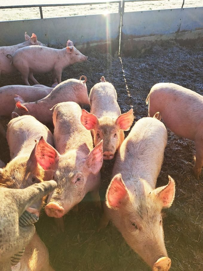 Ferme du Pressoir - porcs au soleil