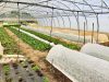 La Ferme des Ptits Pimousses - plants sous serre