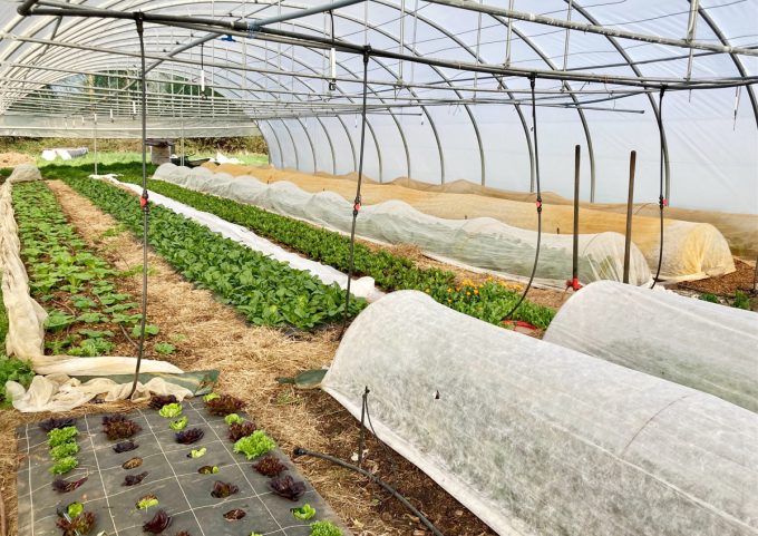 La Ferme des Ptits Pimousses - plants sous serre