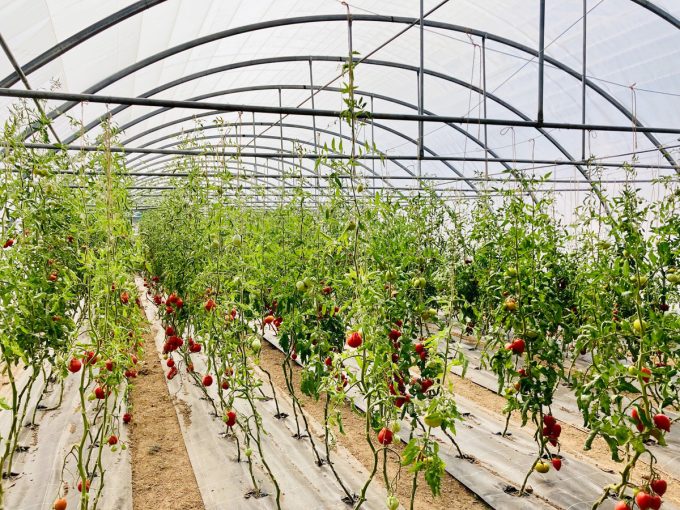 La Ferme des Ptits Pimousses - tomates
