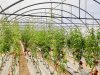 La Ferme des Ptits Pimousses - tomates