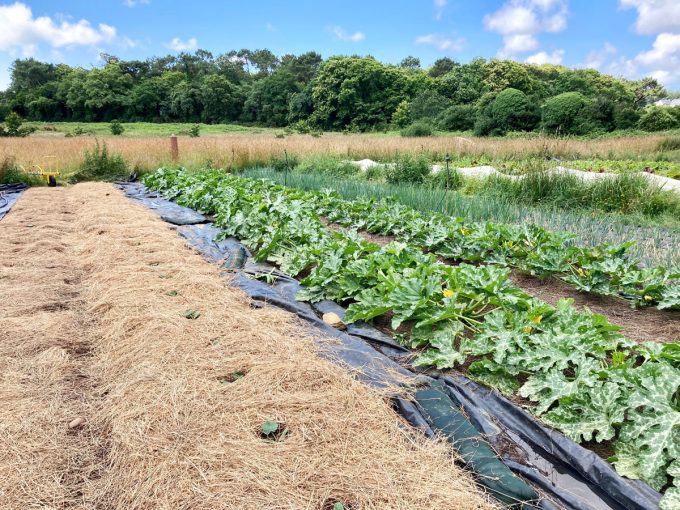 La Ferme des Ptits Pimousses - courgettes de plein champ