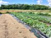 La Ferme des Ptits Pimousses - courgettes de plein champ
