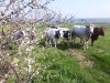 Ferme Raguenes