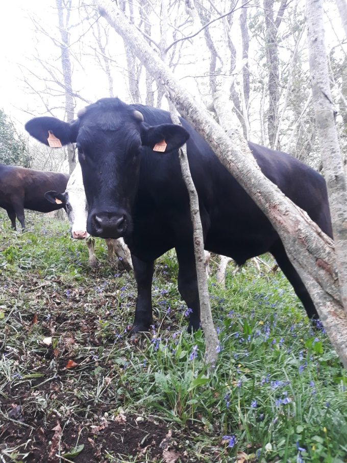 Black Angus