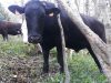 Black Angus