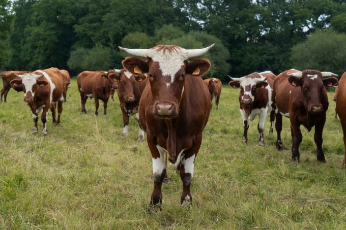 vaches Armoricaines et Montbéliardes