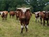vaches Armoricaines et Montbéliardes